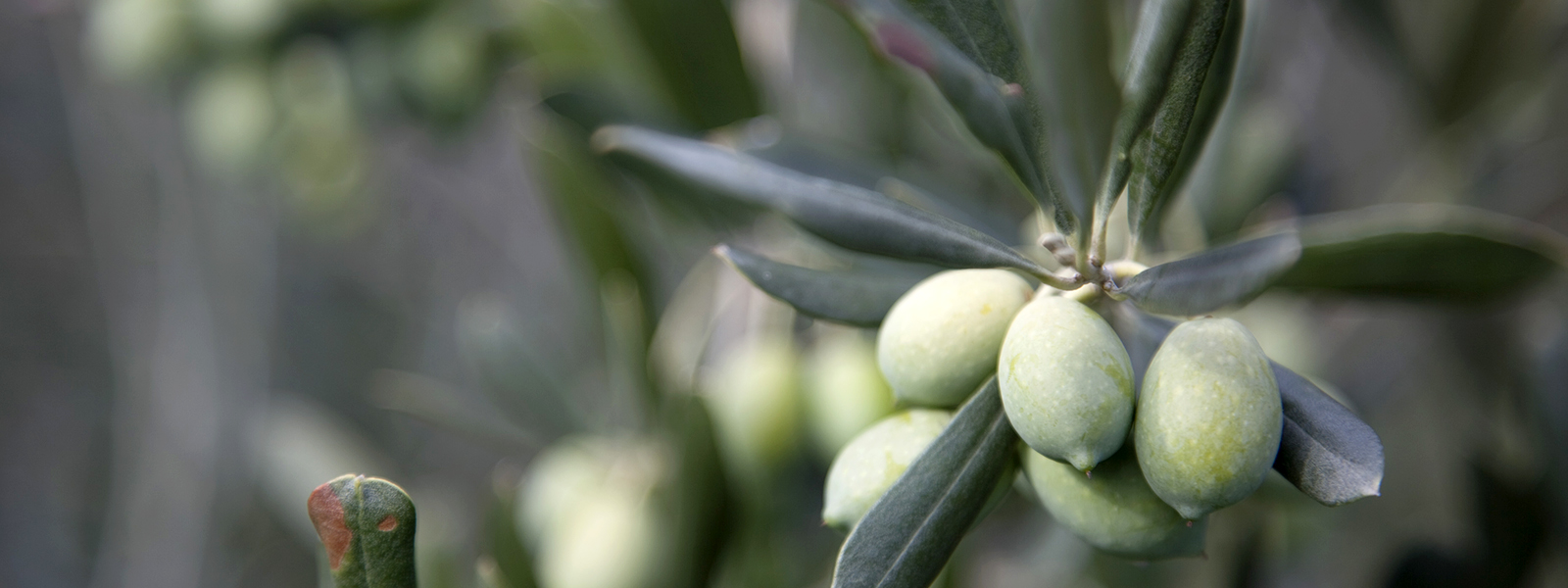 Azienda Agricola Giovanetto