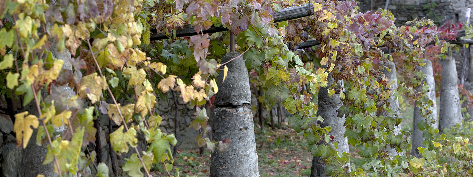 Azienda Agricola Giovanetto