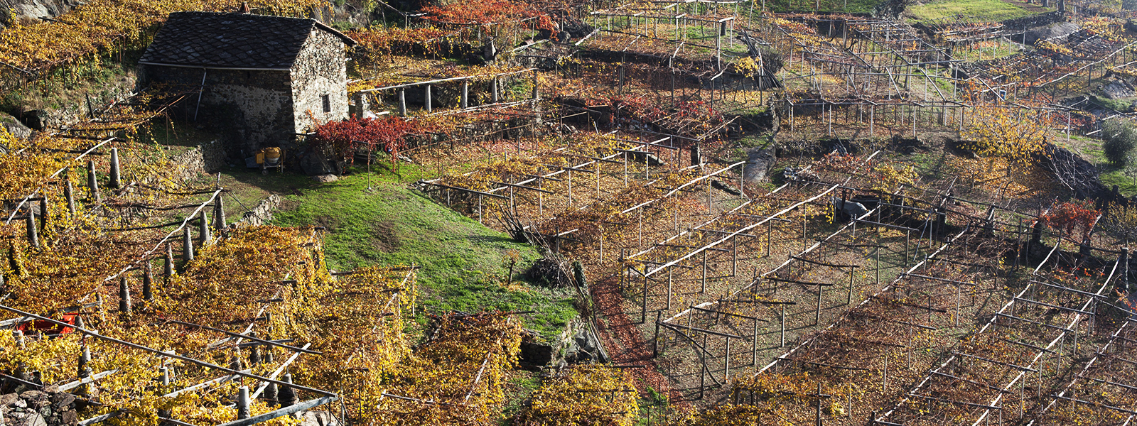 Azienda Agricola Giovanetto